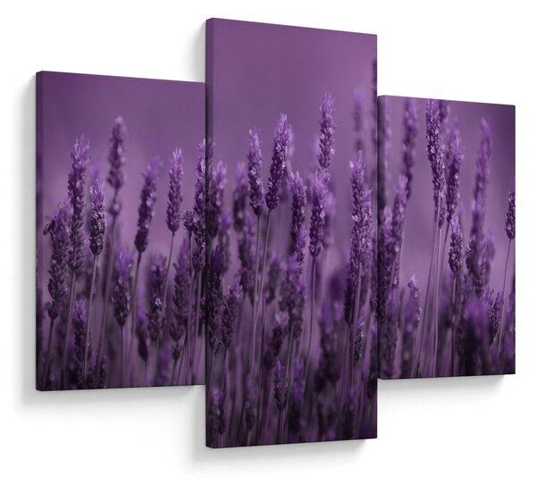 Slika - Lavanda (90x60 cm)