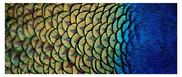 Slika - Paunovo perje (120x50 cm)