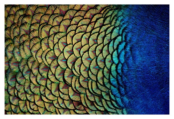 Slika - Paunovo perje (90x60 cm)