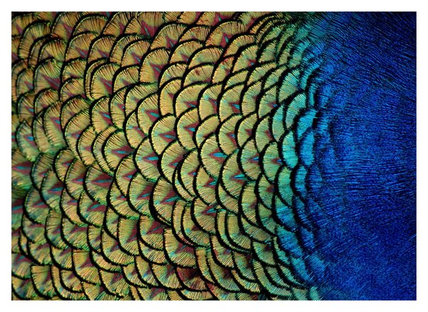 Slika - Paunovo perje (70x50 cm)