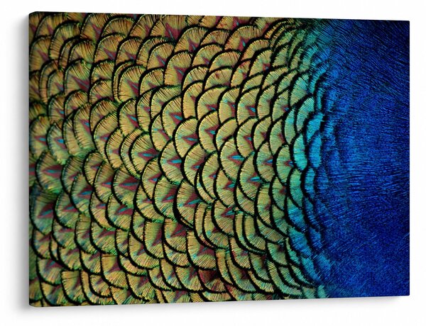 Slika - Paunovo perje (70x50 cm)
