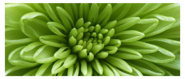 Slika - Makro slika biljke (120x50 cm)