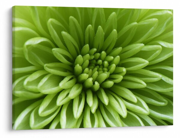 Slika - Makro slika biljke (70x50 cm)