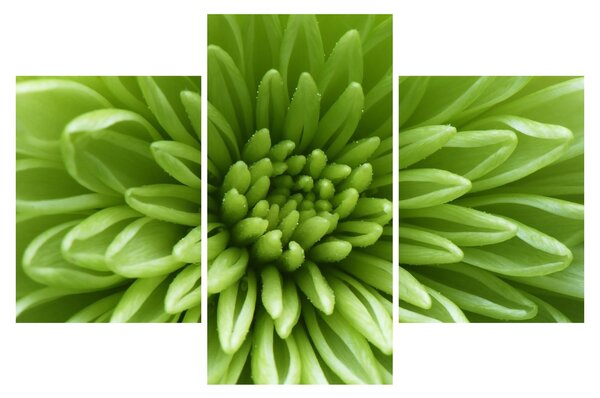 Slika - Makro slika biljke (90x60 cm)
