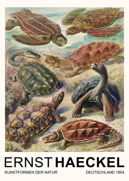 Reprodukcija umjetnosti Chelonia–Schildkröten / Turtles (Vintage Academia) - Ernst Haeckel, (30 x 40 cm)