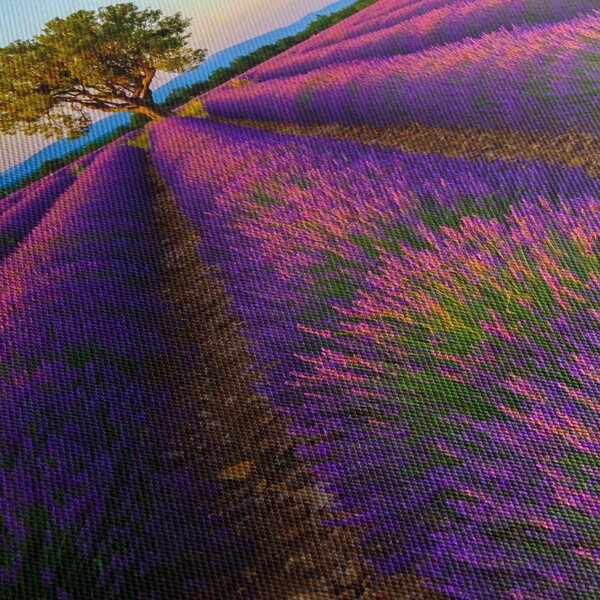 Slika - Polje lavande (150x105 cm)