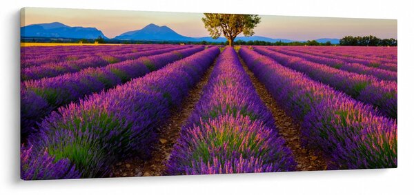 Slika - Polje lavande (120x50 cm)