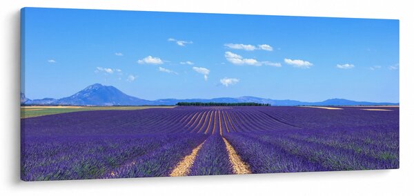 Slika - Polje lavande (120x50 cm)