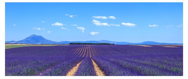 Slika - Polje lavande (120x50 cm)