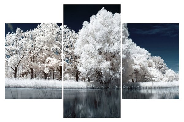 Slika - Snjeguljica stabla (90x60 cm)