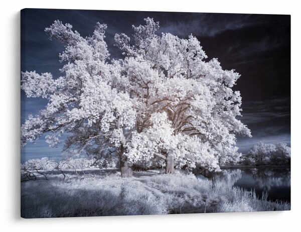 Slika - Snjeguljica Drvo (70x50 cm)