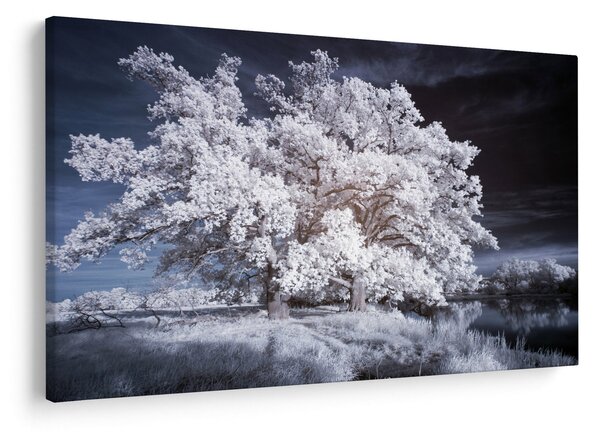 Slika - Snjeguljica Drvo (90x60 cm)