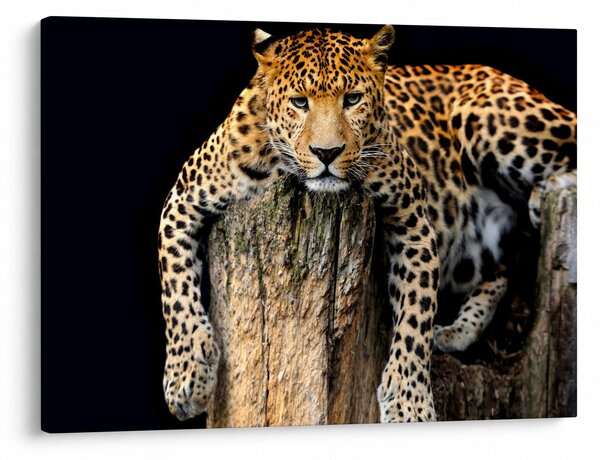 Slika - gepard (70x50 cm)