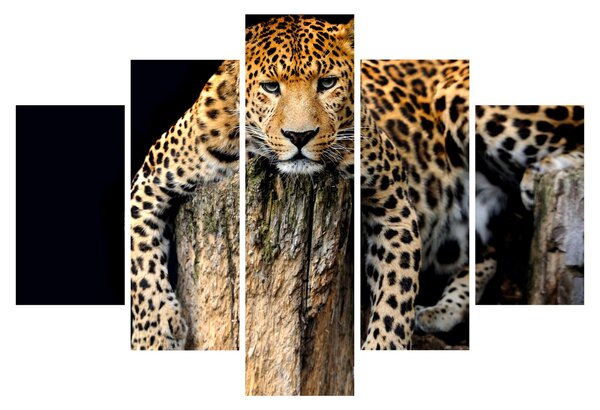 Slika - gepard (150x105 cm)