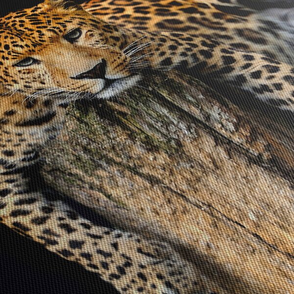 Slika - gepard (90x60 cm)