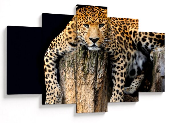 Slika - gepard (150x105 cm)