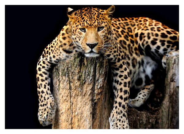 Slika - gepard (70x50 cm)