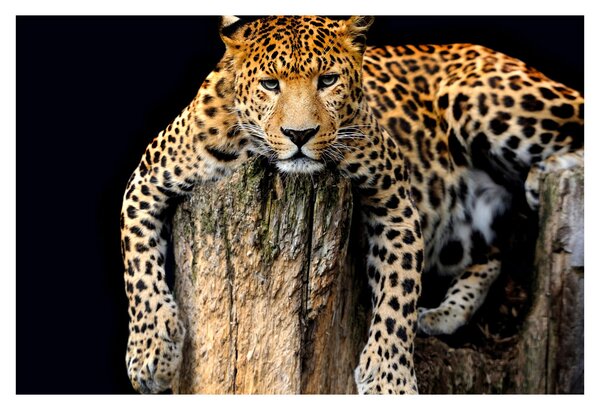 Slika - gepard (90x60 cm)