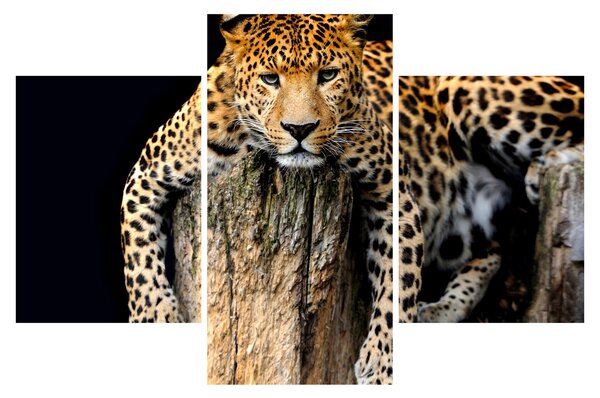 Slika - gepard (90x60 cm)