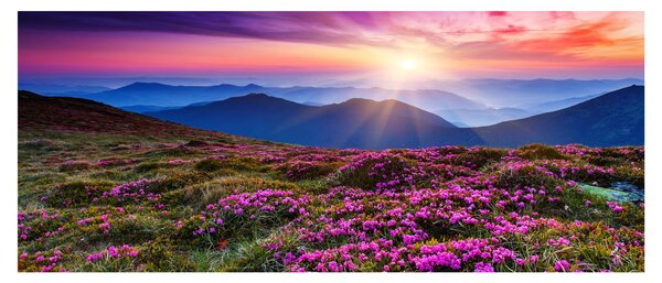 Slika - Planinski cvjetni krajolik (120x50 cm)