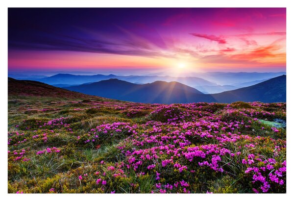 Slika - Planinski cvjetni krajolik (90x60 cm)