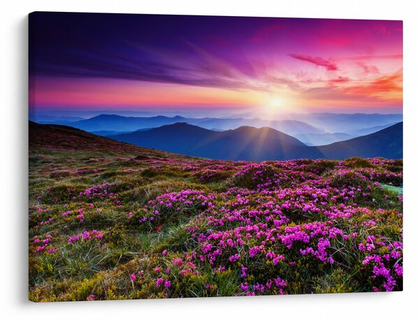 Slika - Planinski cvjetni krajolik (70x50 cm)