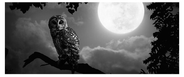 Slika - Noćna ptica, crno-bijela (120x50 cm)