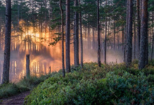 Fotografija Scenic forest landscape with beautiful misty, Riekkinen