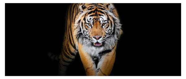 Slika - Tigar (120x50 cm)