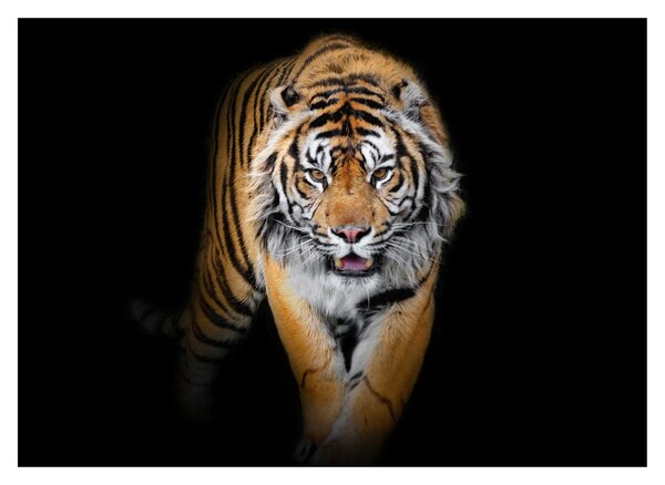 Slika - Tigar (70x50 cm)