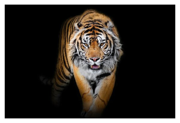 Slika - Tigar (90x60 cm)
