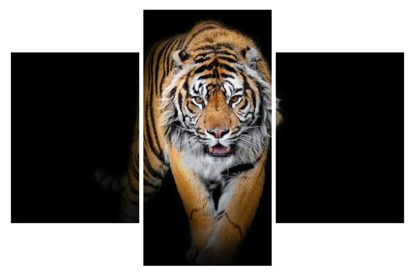 Slika - Tigar (90x60 cm)