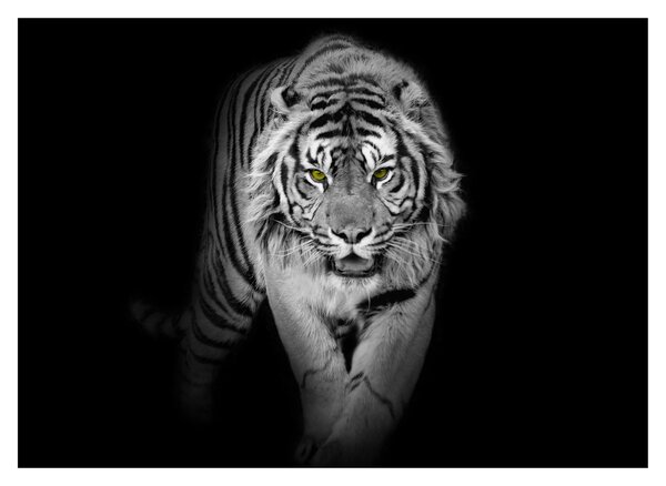 Slika - Tigar sa žutim očima (70x50 cm)