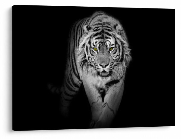 Slika - Tigar sa žutim očima (70x50 cm)