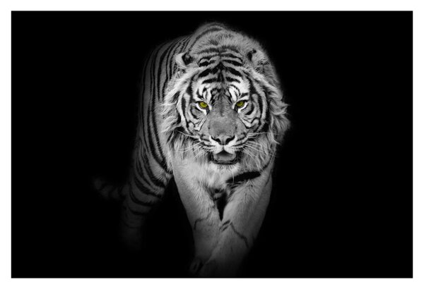 Slika - Tigar sa žutim očima (90x60 cm)