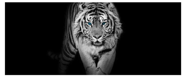 Slika - Tigar s plavim očima (120x50 cm)
