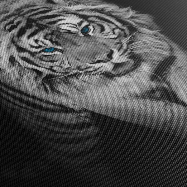 Slika - Tigar s plavim očima (70x50 cm)