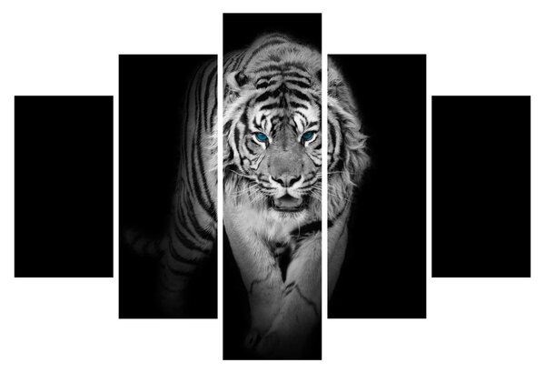 Slika - Tigar s plavim očima (150x105 cm)