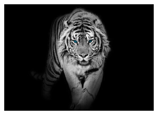 Slika - Tigar s plavim očima (70x50 cm)