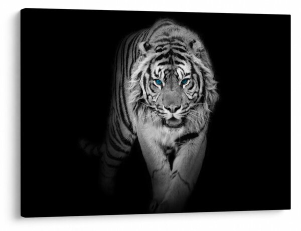Slika - Tigar s plavim očima (70x50 cm)