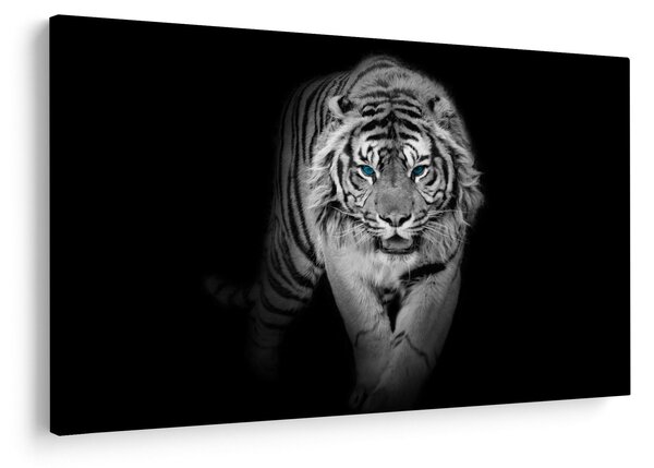 Slika - Tigar s plavim očima (90x60 cm)