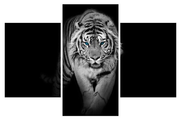 Slika - Tigar s plavim očima (90x60 cm)