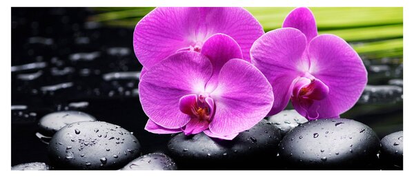 Slika - Orhideje (120x50 cm)