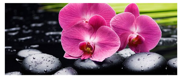 Slika - Ružičaste orhideje s palminim lišćem (120x50 cm)