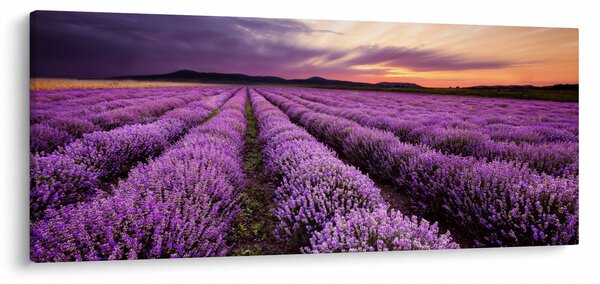 Slika - Polje lavande na zalasku sunca (120x50 cm)