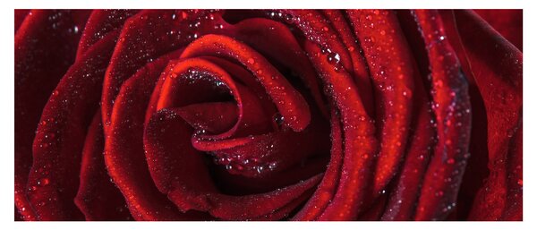 Slika - Crvena ruža s kapljicama rose (120x50 cm)