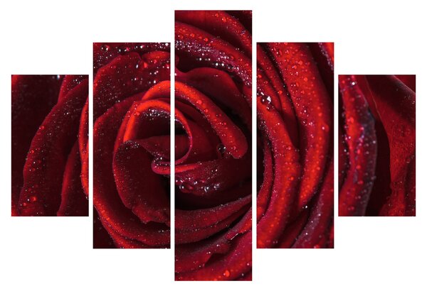 Slika - Crvena ruža s kapljicama rose (150x105 cm)