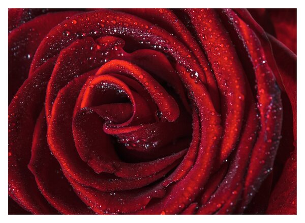 Slika - Crvena ruža s kapljicama rose (70x50 cm)