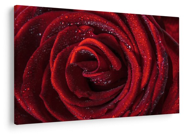 Slika - Crvena ruža s kapljicama rose (90x60 cm)