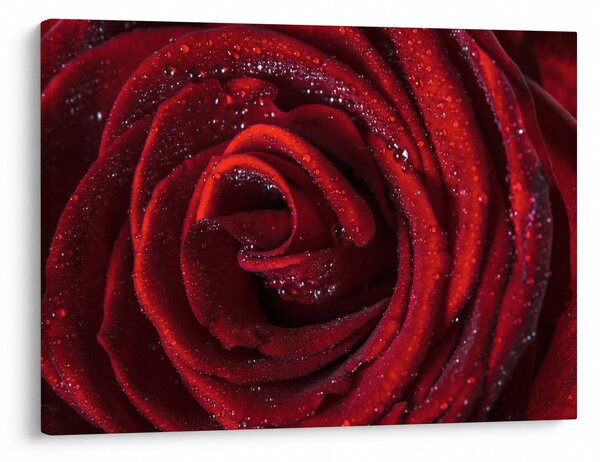 Slika - Crvena ruža s kapljicama rose (70x50 cm)